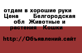 отдам в хорошие руки › Цена ­ 1 - Белгородская обл. Животные и растения » Кошки   